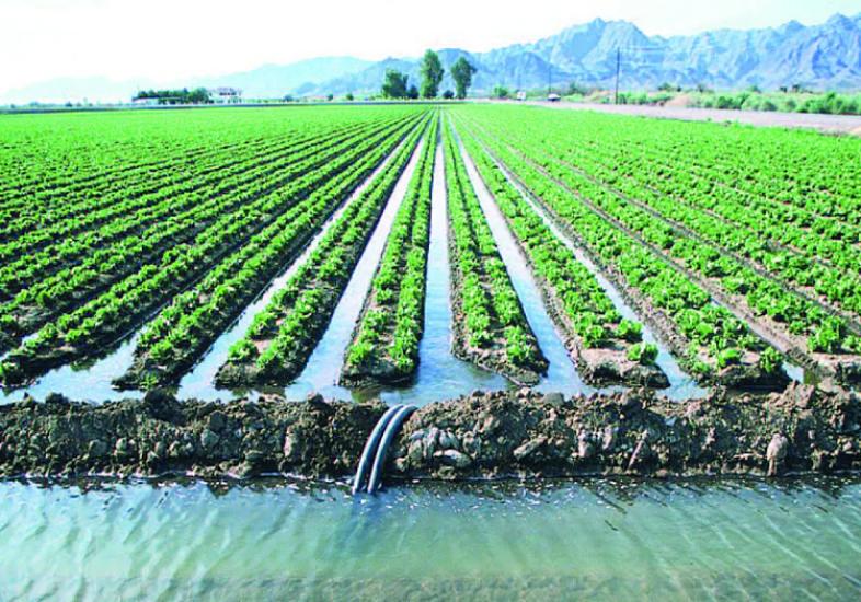 Kənd təsərrüfatı məhsulları təhlükədə - 