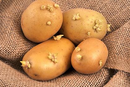 When is a potato dangerous? -