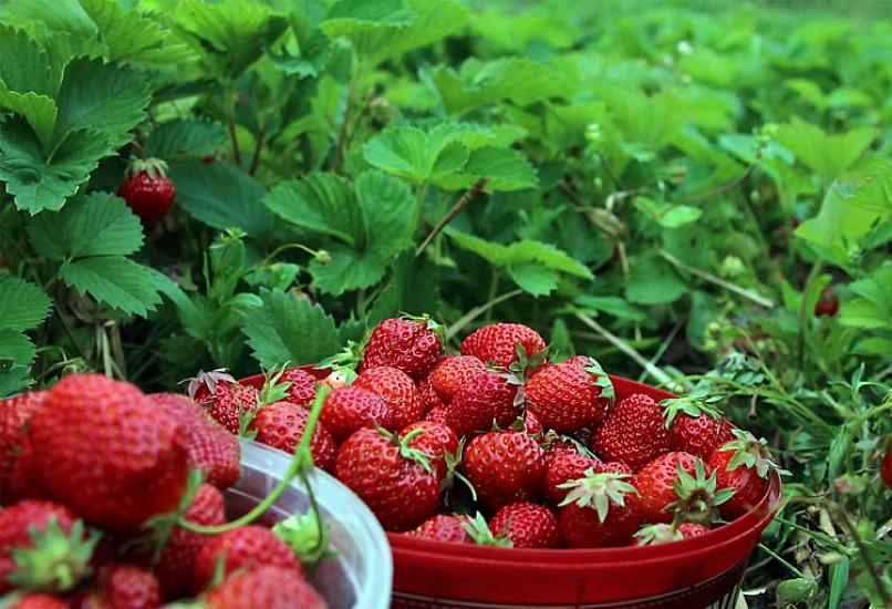 What will happen in your body if you eat strawberries every day? -
