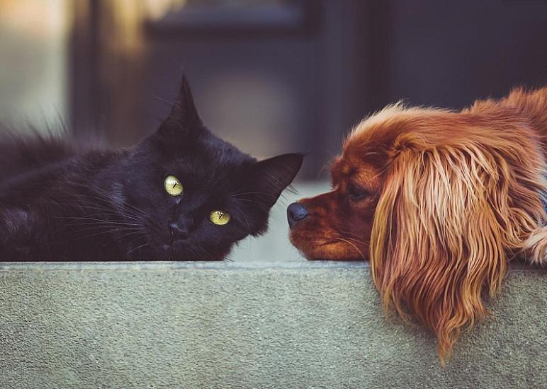 Dogs and cats -