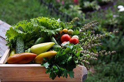 Erkən yetişən tərəvəzlər  -