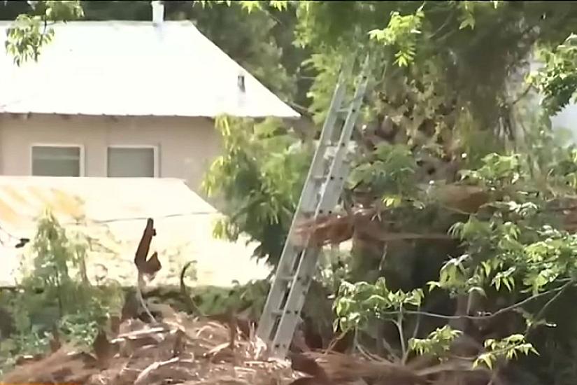 The worker will stay under the palm leaves.