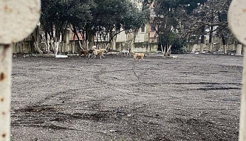 Paytaxtda təhlükəli vəziyyət: Küçə itləri şagirdlərə hücum etdi - 