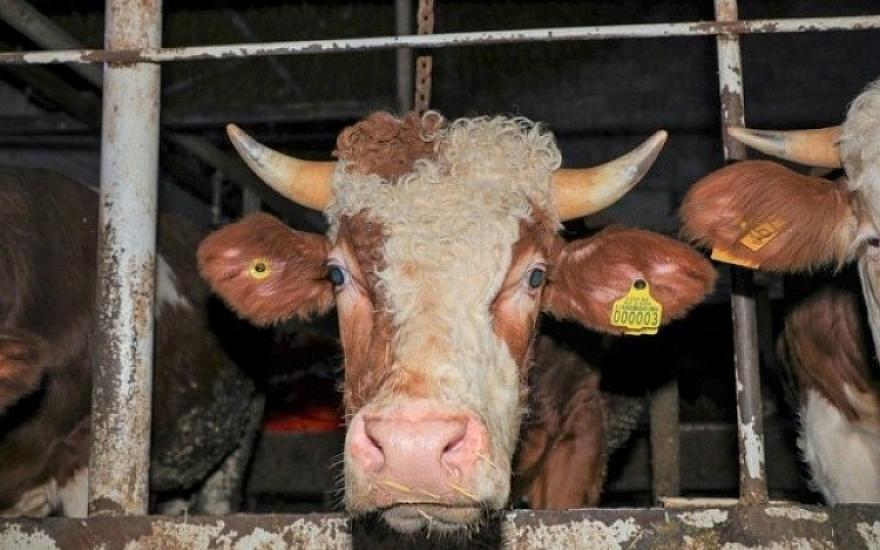 Bu heyvanların bazarlara daxil olmasına