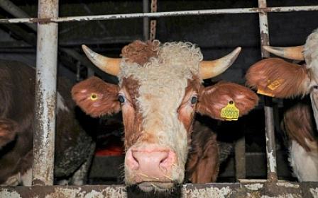 Bu heyvanların bazarlara daxil olmasına