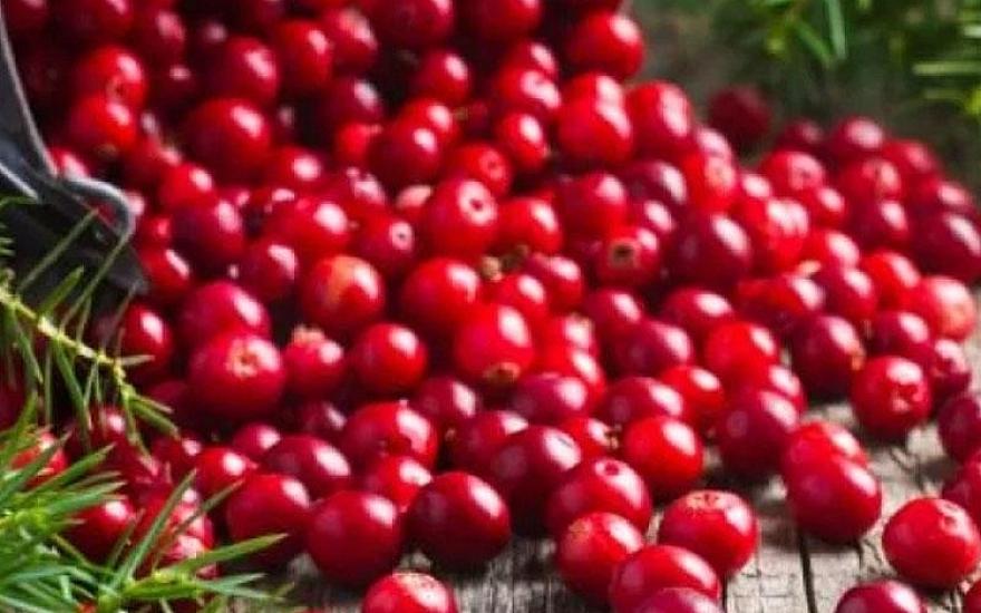 Quşüzümünün ağız sağlamlığına 