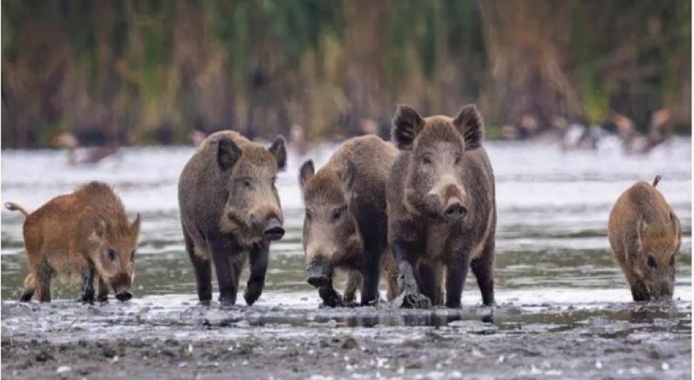 Almaniyada radiasiya təhlükəsi: Minlərlə qaban 