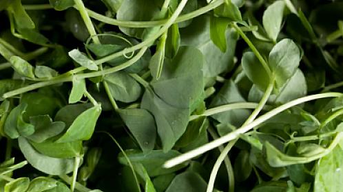 The herb we don't even look at in the market was chosen as "the healthiest vegetable in the world."