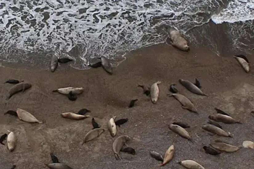 Xəzərdə növbəti suiti ölümü: 97 cəsəd tapıldı - 