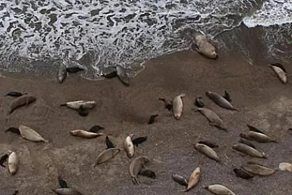 Xəzərdə növbəti suiti ölümü: 97 cəsəd tapıldı - 