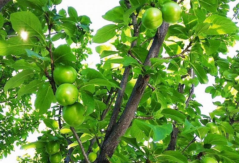 Alçanın qiyməti düşmür: