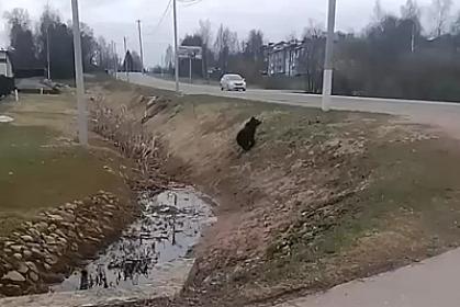 Ayı avtomobillərin arasından qaçdı - 