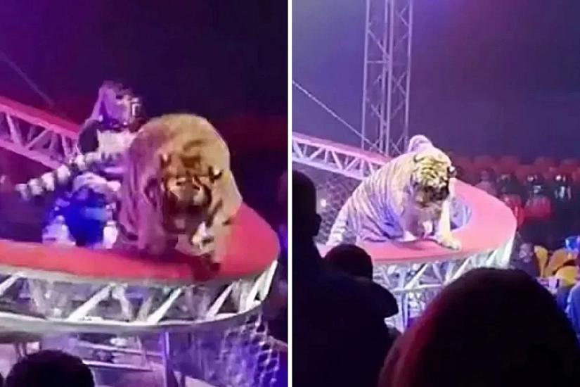 В цирке тигр, выбравшись из клетки, убежал среди зрителей -