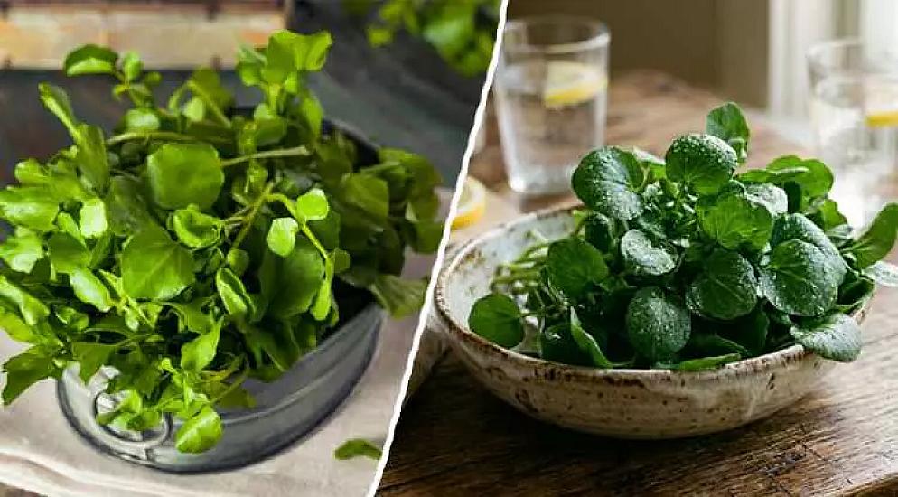 Самый полезный зеленый овощ в мире