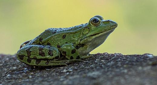 Evin yaxınlığında qurbağa görünməsinin