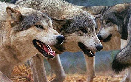 Wolves attacked the village in İmişli -