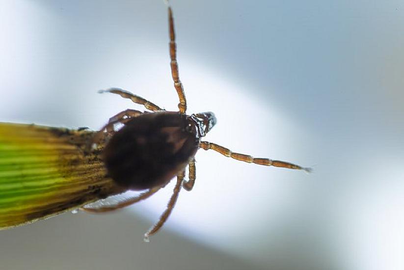 Защита от блох