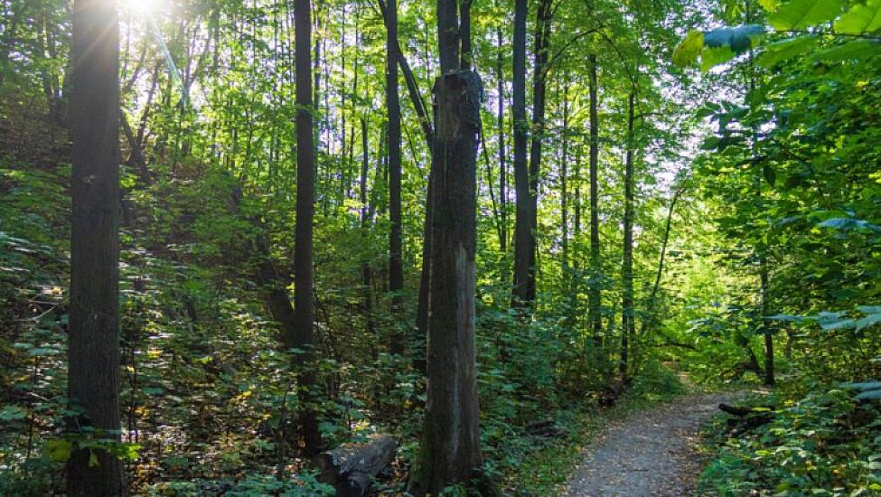 УЖАС: Выгуливал собаку,