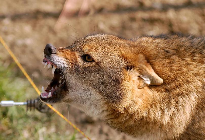 In Ucar, a wild animal ATTACKED the residents: