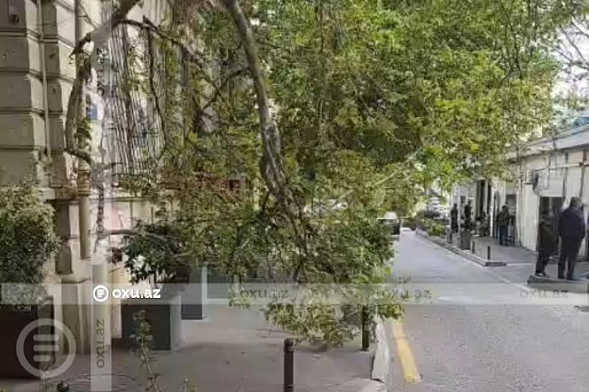 Bakının mərkəzində qırılan ağac təhlükəli vəziyyət yaradıb -