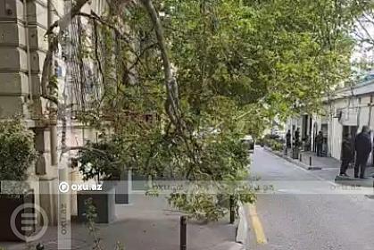 Bakının mərkəzində qırılan ağac təhlükəli vəziyyət yaradıb -