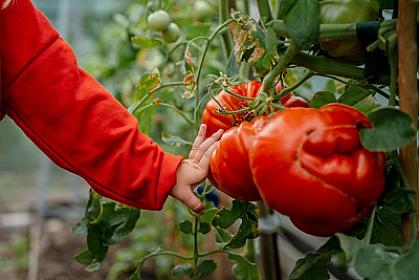 Xərçəng riskini azaltmağa kömək edən