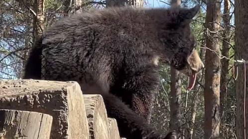 Günəş altında dincələn ayı - 