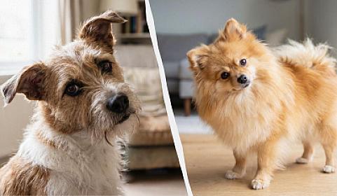 Niyə itlər başlarını yana əyir? – 