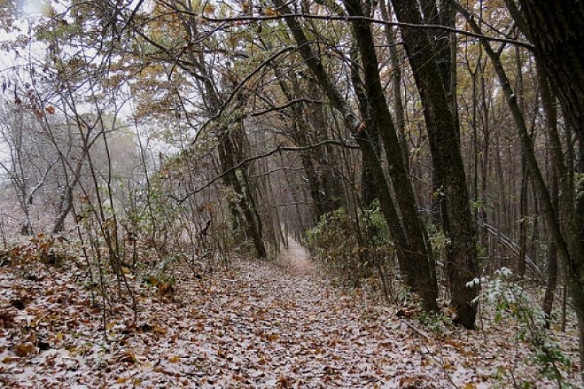 Ev üçün aldadıb meşəyə apardılar: 