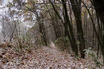 Ev üçün aldadıb meşəyə apardılar: 