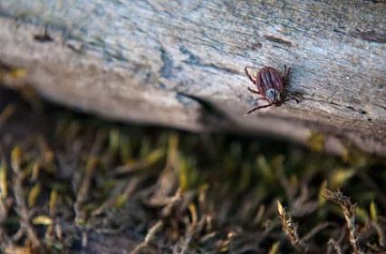 Dangerous actions taken when removing a splinter