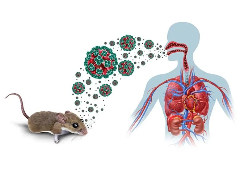 Daha bir gəmidə virus aşkarlandı - 
