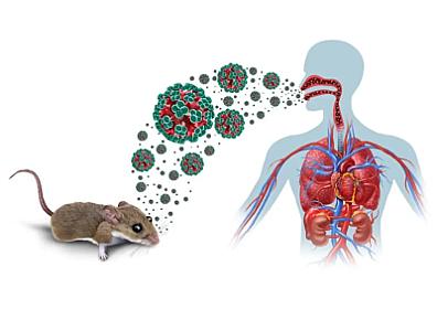 Daha bir gəmidə virus aşkarlandı - 
