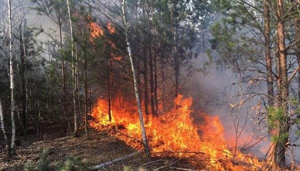 Strong forest fire in Florida -