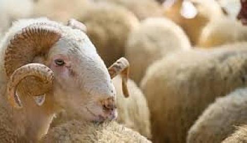 Heyvan bazarında qiymətlər necədir?