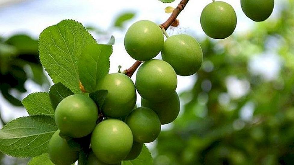 Alça sevənlərin çoxu bunu bilmir – 