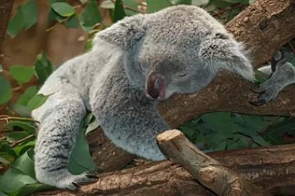 Which animal sleeps 22 hours a day? -