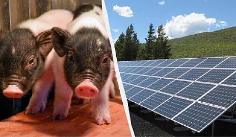 Fermer donuzları günəş elektrik stansiyasına