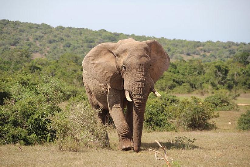 The elephant attacked the villagers -