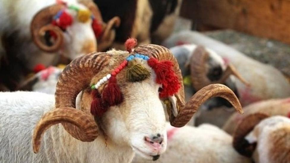 Qurban bayramı ilə bağlı təhlükəsiz heyvan 