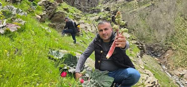 Kilosuı 37 manatdan 10 AZN-ə düşdü: Sübh tezdən dağdan yığılır - 