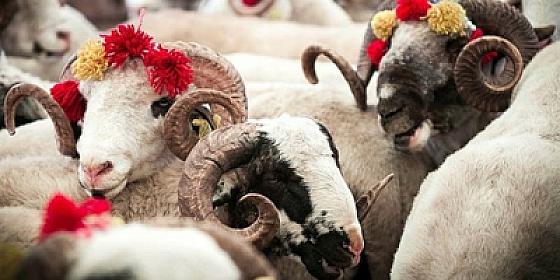 Официально запрещено проведение жертвоприношений -