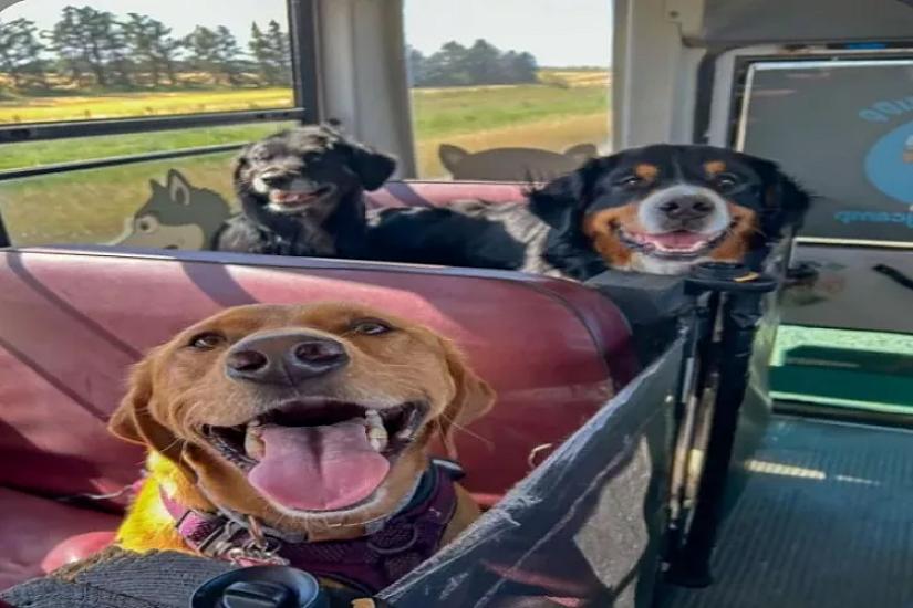 In this country, dogs also go to school.