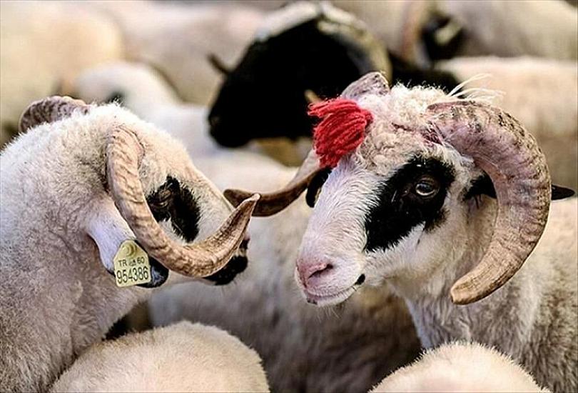 Qurbanlıq heyvanlar BAHALAŞDI - 