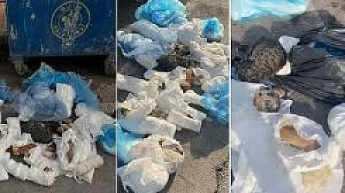 DƏHŞƏT: Zibil konteynerində 33 ölü pişik tapıldı – 