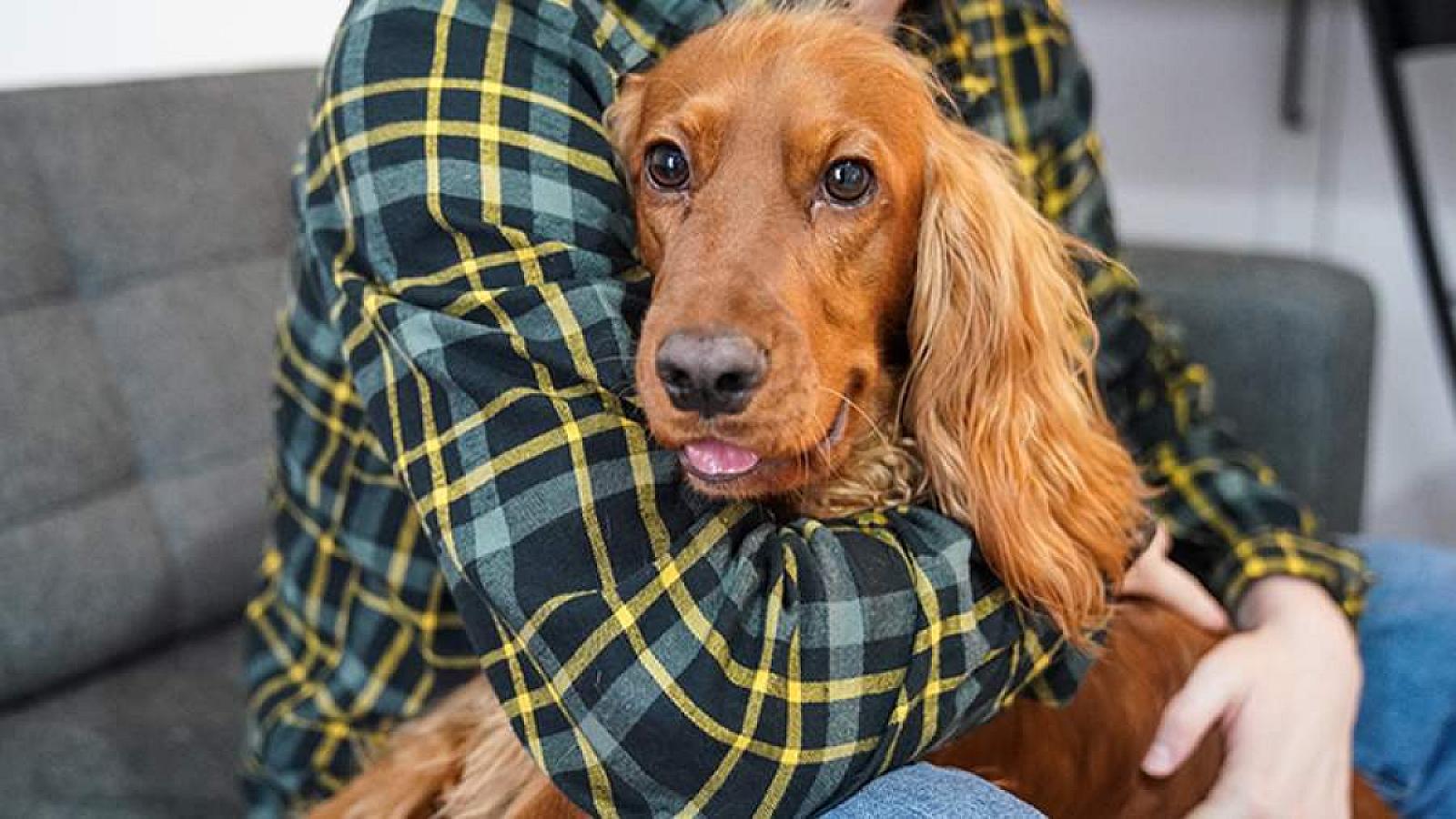 Heyvan saxlamağın faydası - 