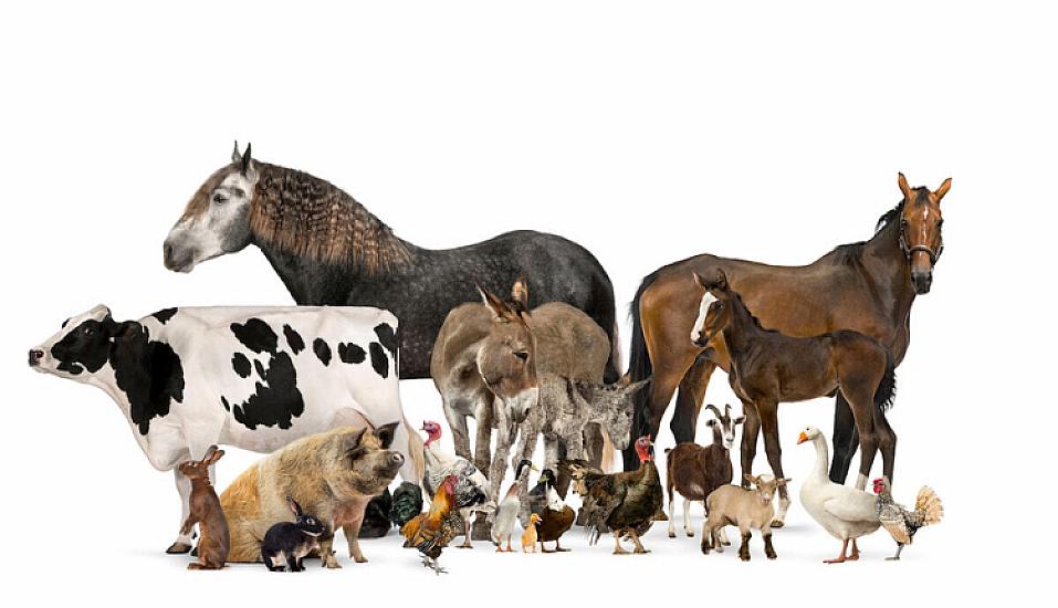 Bring these animals to your home -
