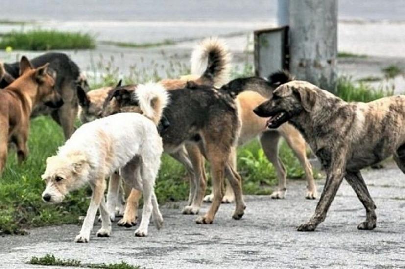 How to protect yourself from dog attacks on the street?