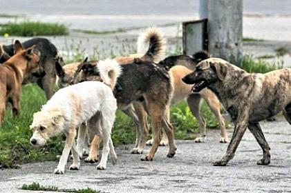 How to protect yourself from dog attacks on the street?