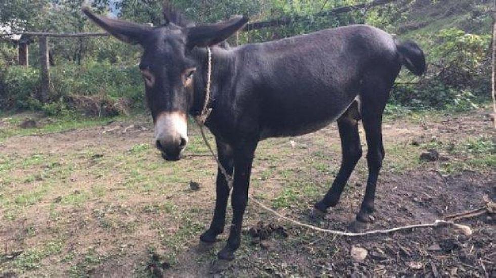 In Azerbaijan, a man was bitten by a donkey -